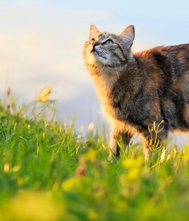 Banner gato - desktop.png