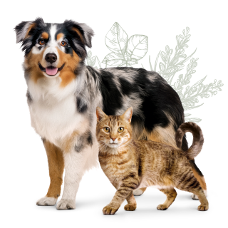 Immagine di un gatto e un cane