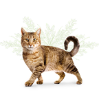 Image of three cats in the category banner