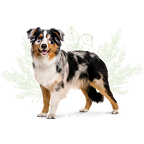 Image of three dogs in the category banner